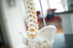 Spine